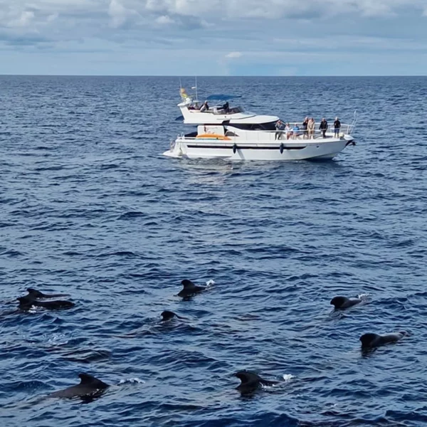 Alquiler de barcos y yates Gran Canaria