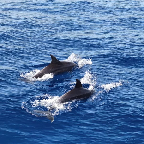 Leie av båt og yachtcharter Gran Canaria