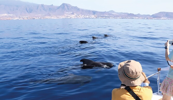 Hvalsafari på Tenerife