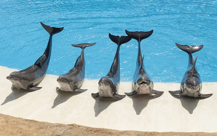 Delfine bei Loro Parque