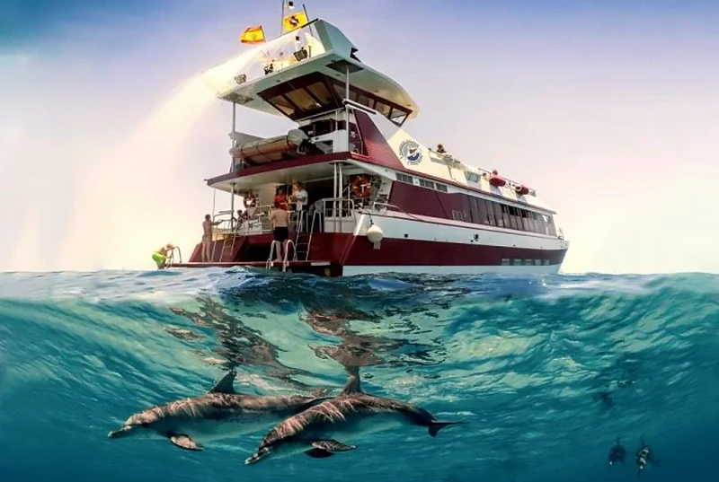 Wal- und Delfin-Sichtung Teneriffa